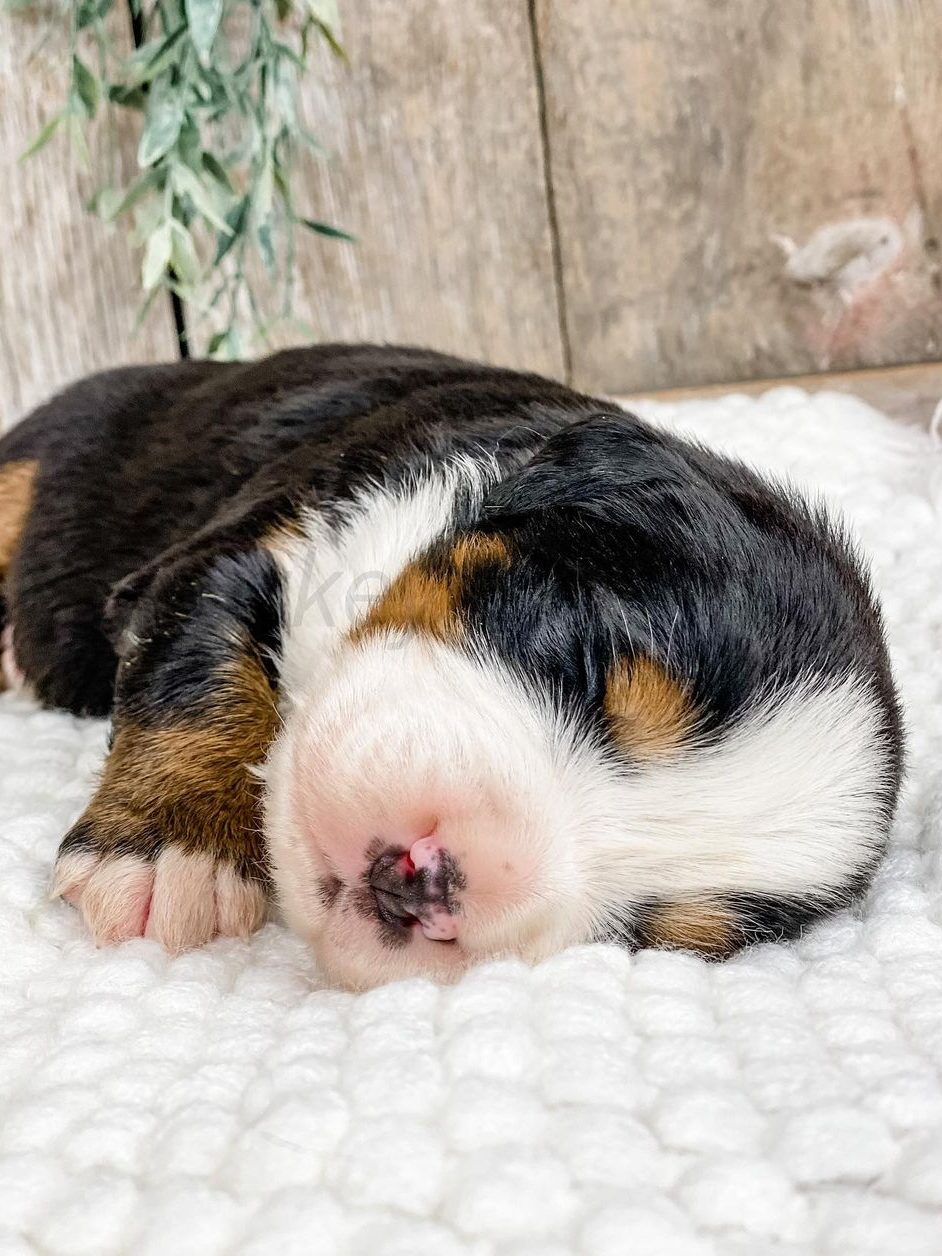 bernese mountain dog