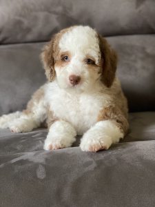 Cream Puff (Female)
